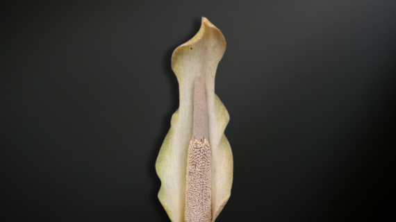 Amorphophallus galbra — The Northern Australian Phantom Aroid