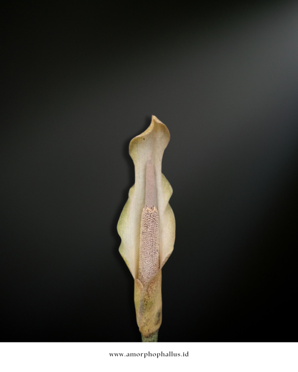 Amorphophallus galbra