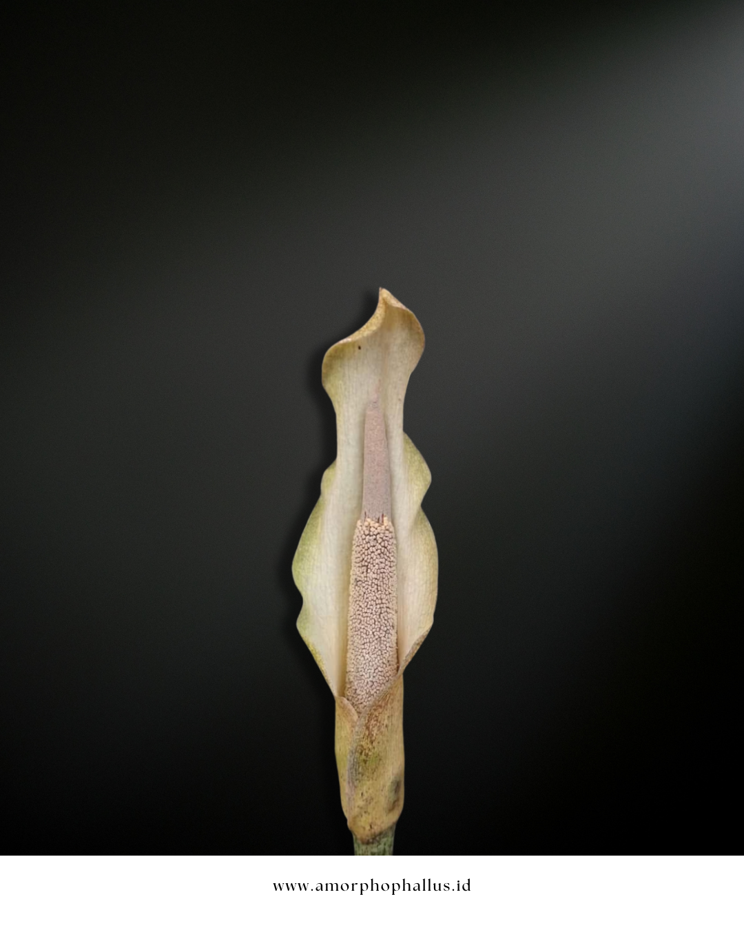 Amorphophallus galbra