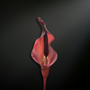 Amorphophallus manta