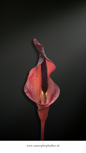 Amorphophallus manta
