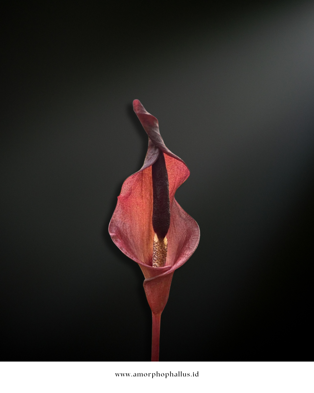 Amorphophallus manta
