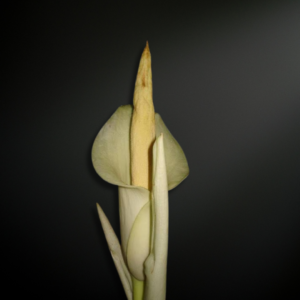 Amorphophallus eburneus
