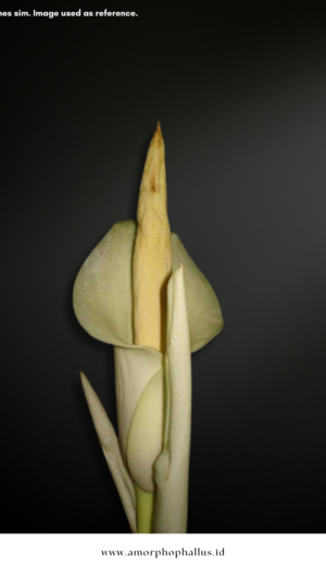 Amorphophallus eburneus