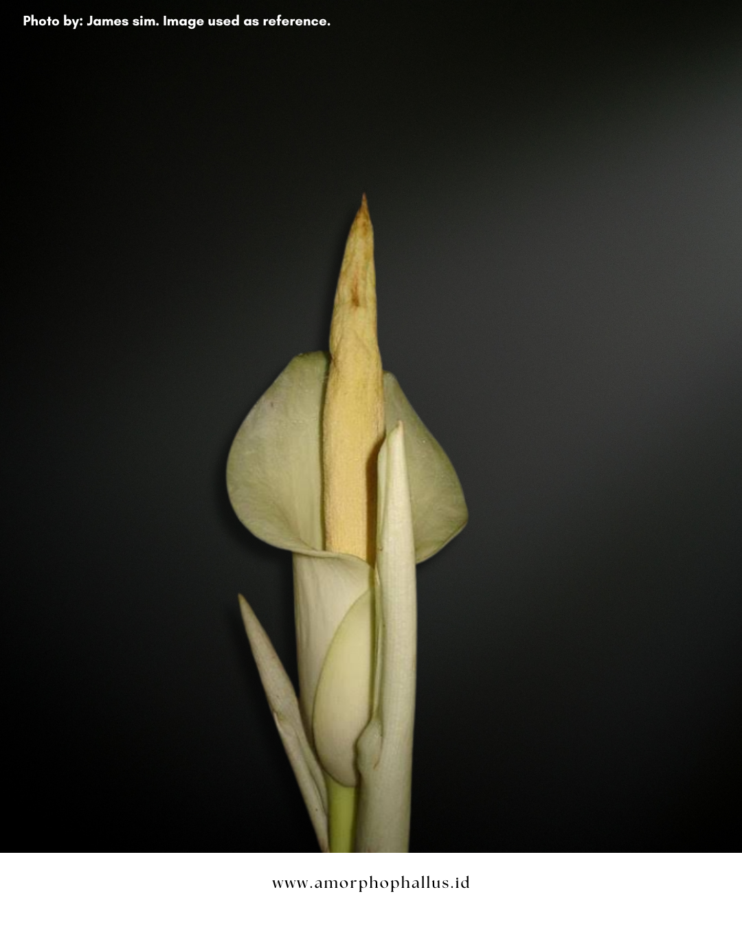 Amorphophallus eburneus