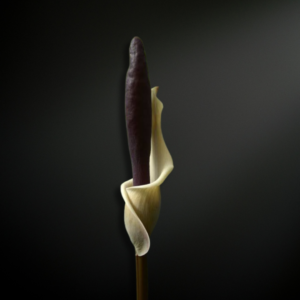 Amorphophallus haematospadix