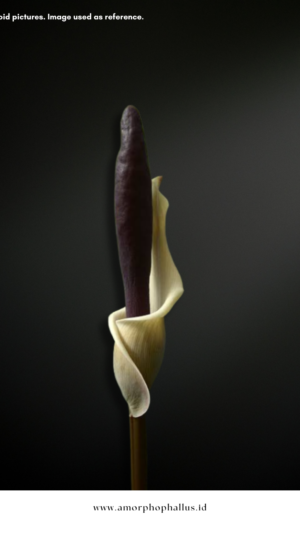 Amorphophallus haematospadix