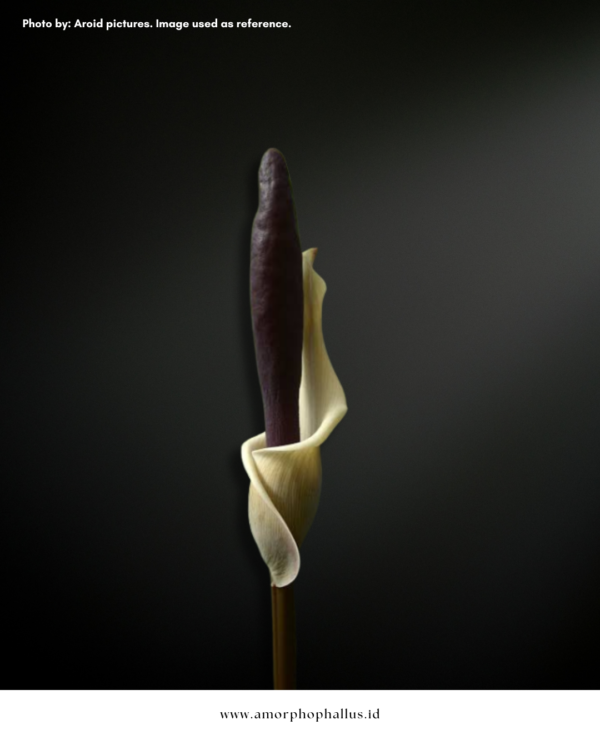 Amorphophallus haematospadix