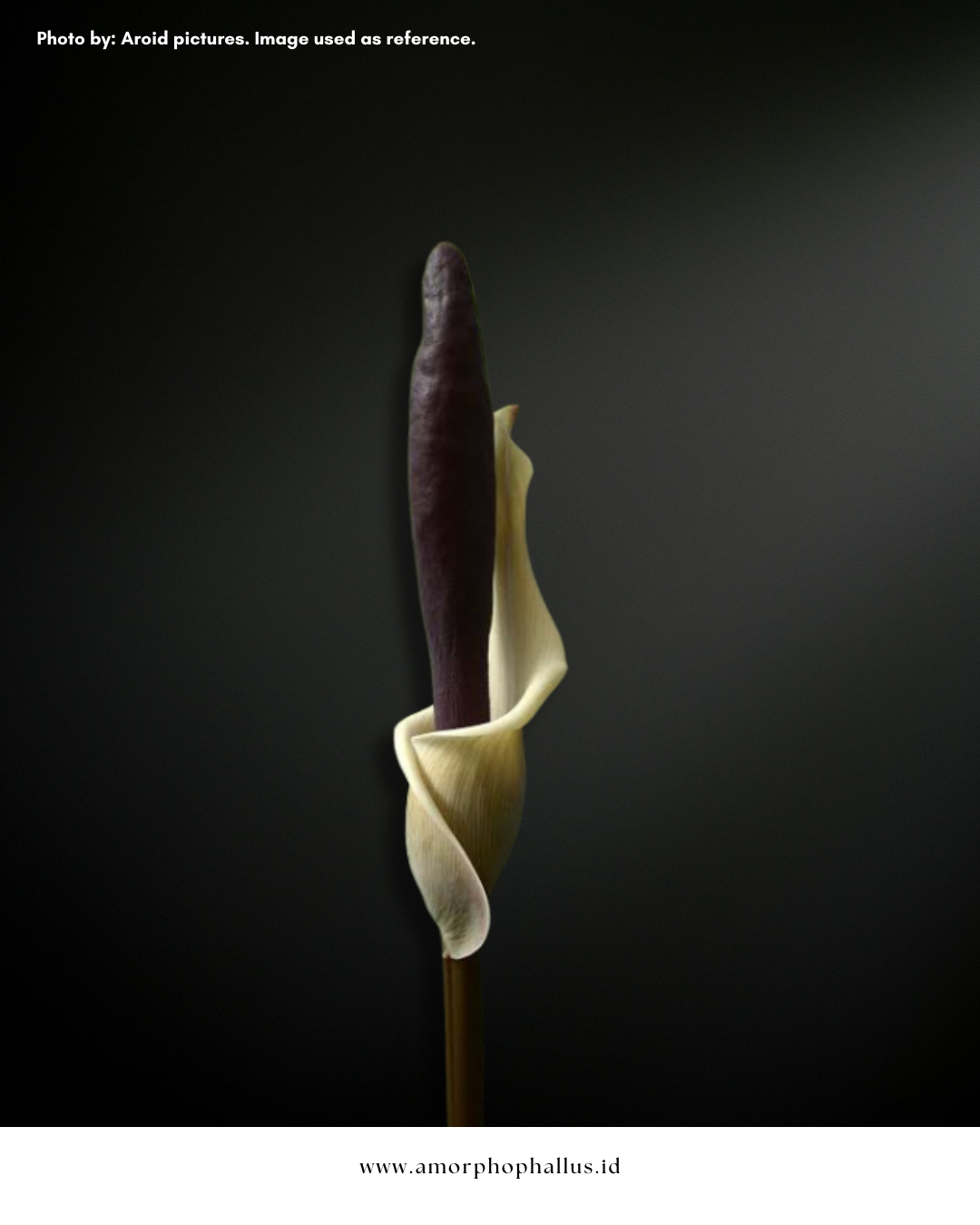 Amorphophallus haematospadix