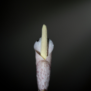 Amorphophallus infundibuliformis
