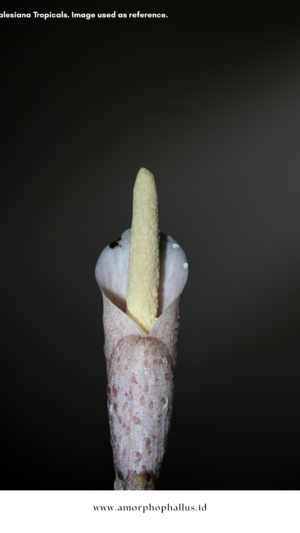 Amorphophallus infundibuliformis