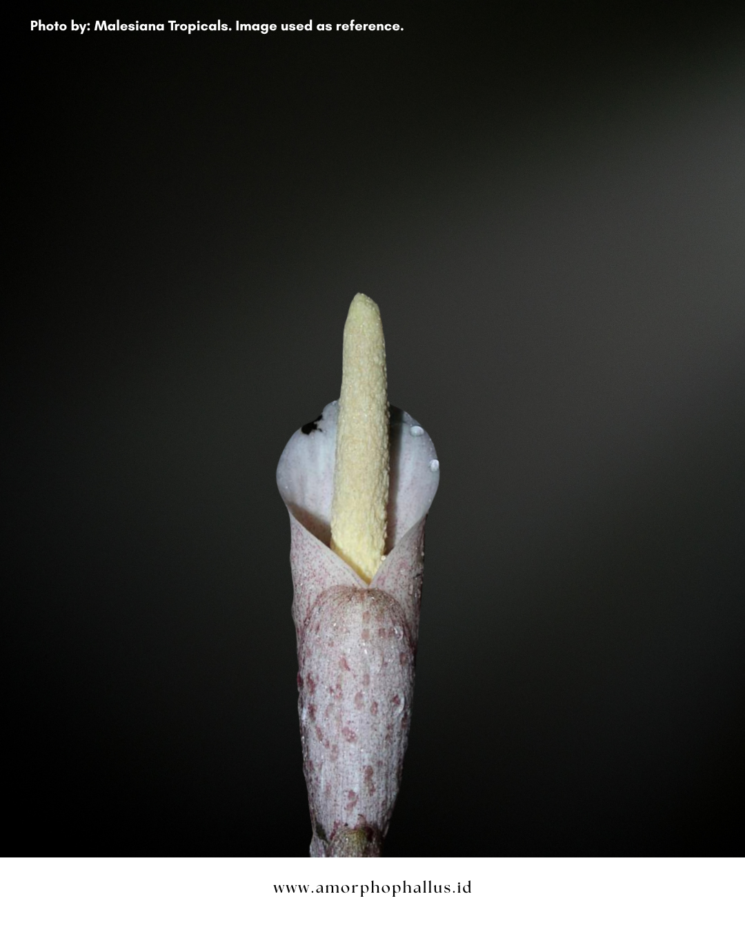 Amorphophallus infundibuliformis