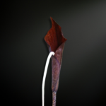 Cultivating Amorphophallus pendulus : The Hanging Phantom of the Rainforest