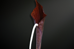 Amorphophallus pendulus — The Elusive Pendulous Aroid of Northern Indochina