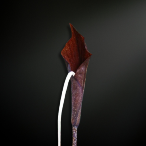 Amorphophallus penculus