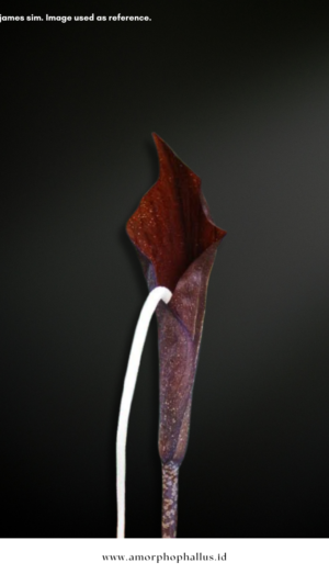Amorphophallus penculus