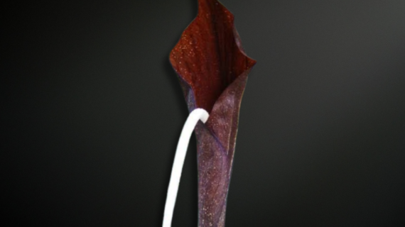 Amorphophallus pendulus — The Elusive Pendulous Aroid of Northern Indochina