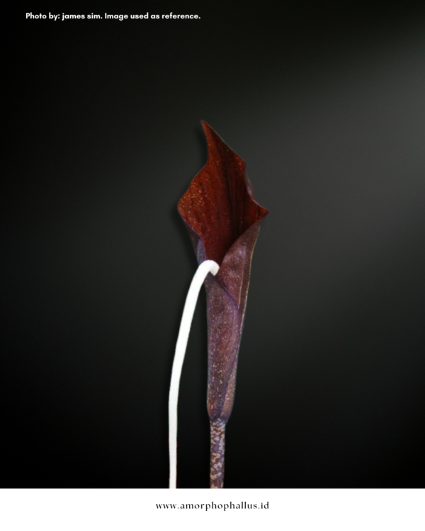Amorphophallus penculus