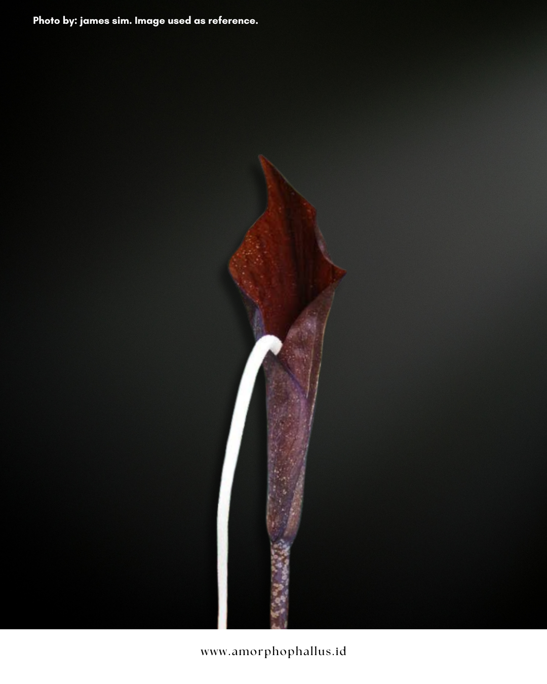 Amorphophallus penculus