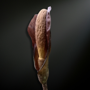 Amorphophallus costatus