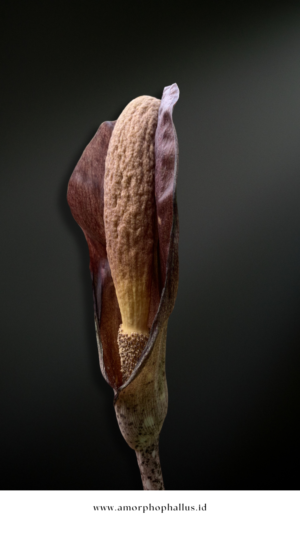 Amorphophallus costatus