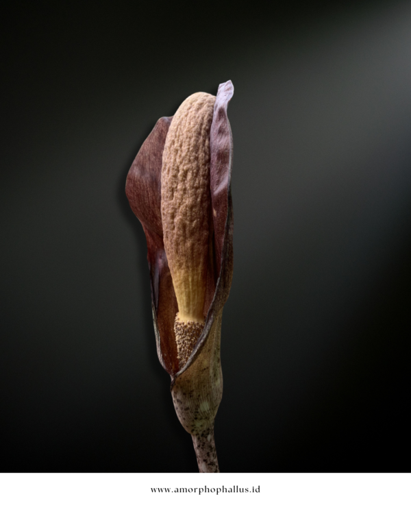 Amorphophallus costatus