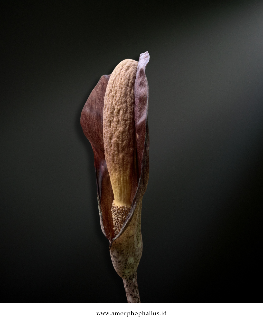 Amorphophallus costatus
