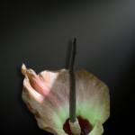 Amorphophallus plicatus — A Sculptural Relic of the Southeast Asian Understory
