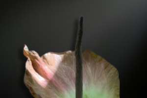 Amorphophallus plicatus — A Sculptural Relic of the Southeast Asian Understory