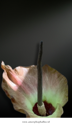 Amorphophallus plicatus