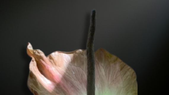 Amorphophallus plicatus — A Sculptural Relic of the Southeast Asian Understory