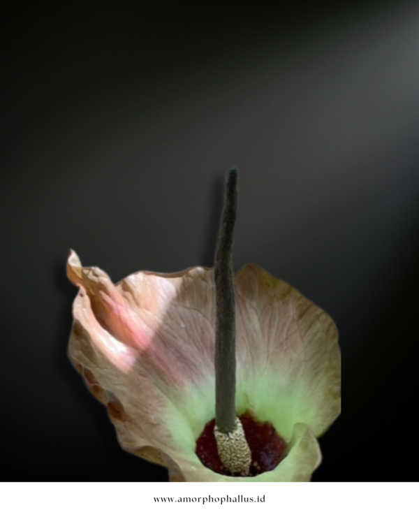 Amorphophallus plicatus