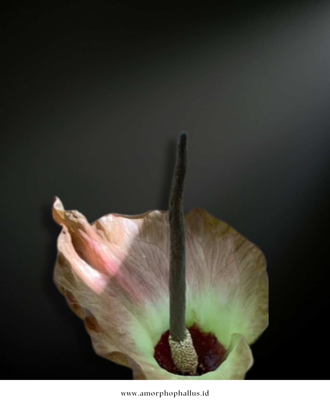 Amorphophallus plicatus
