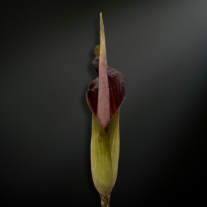 Amorphophallus raungensis