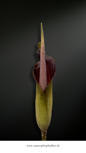 Amorphophallus raungensis