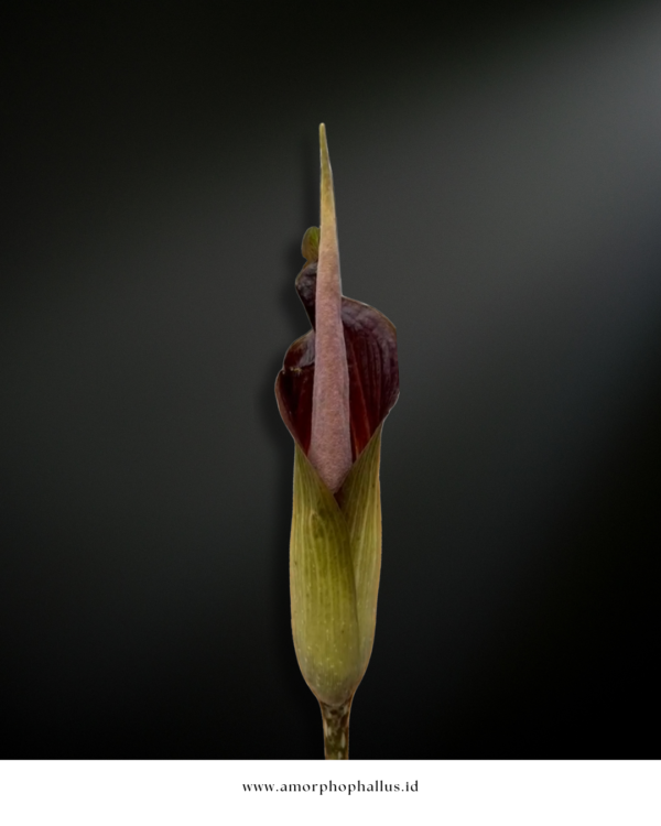 Amorphophallus raungensis