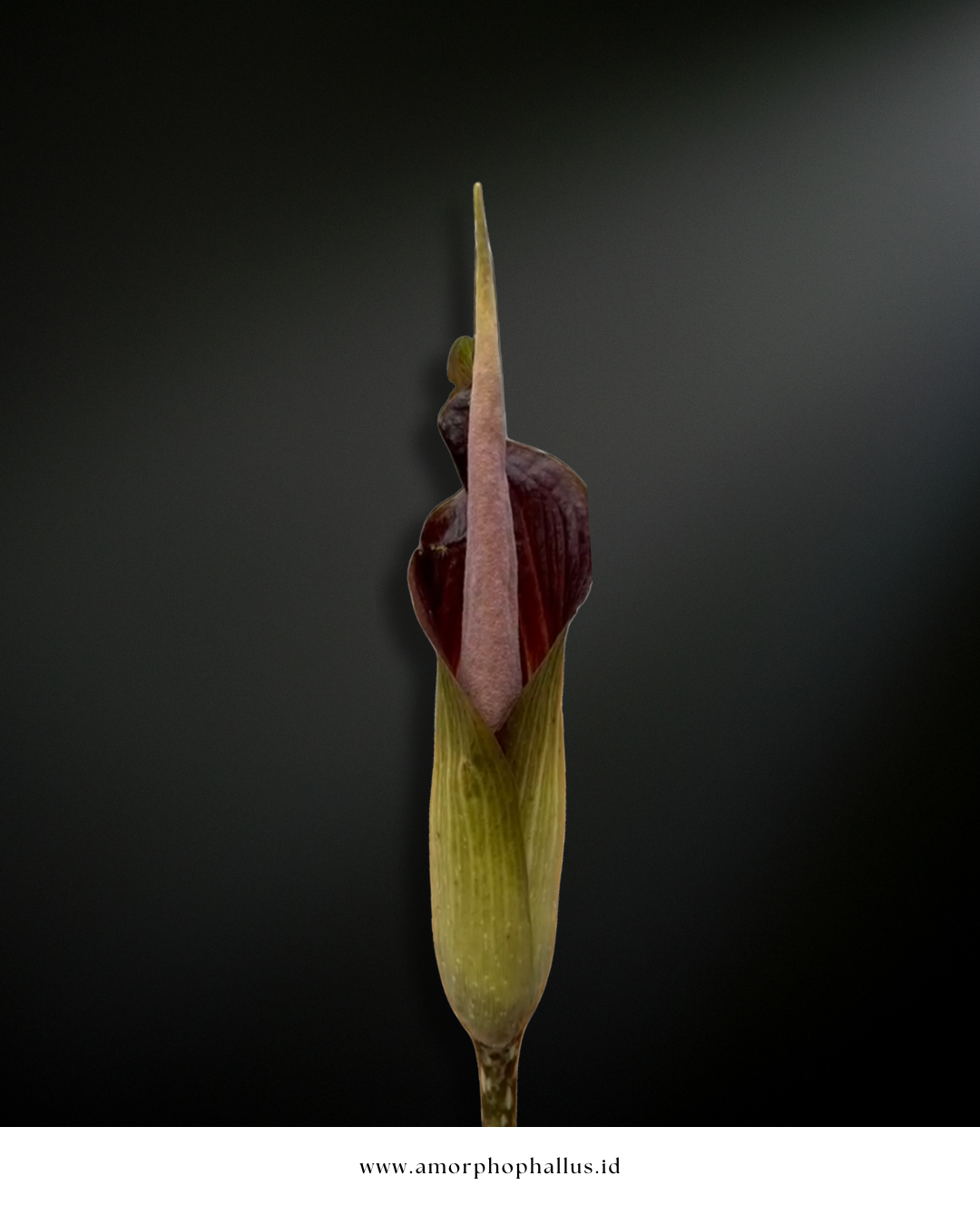 Amorphophallus raungensis
