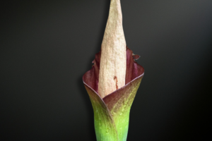 Amorphophallus annulifer — The Ringed Enigma of the Philippine Rainforest