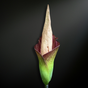 Amorphophallus hewittii