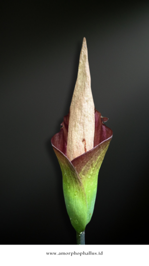 Amorphophallus hewittii