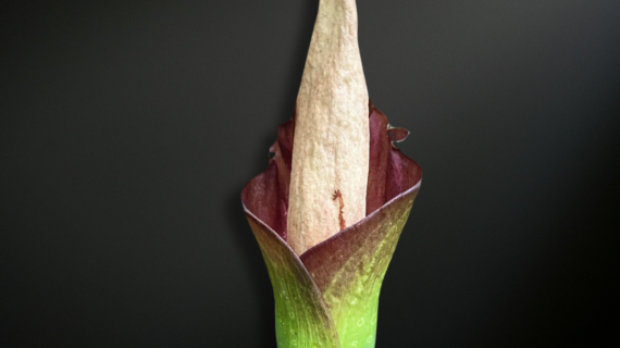 Amorphophallus annulifer — The Ringed Enigma of the Philippine Rainforest