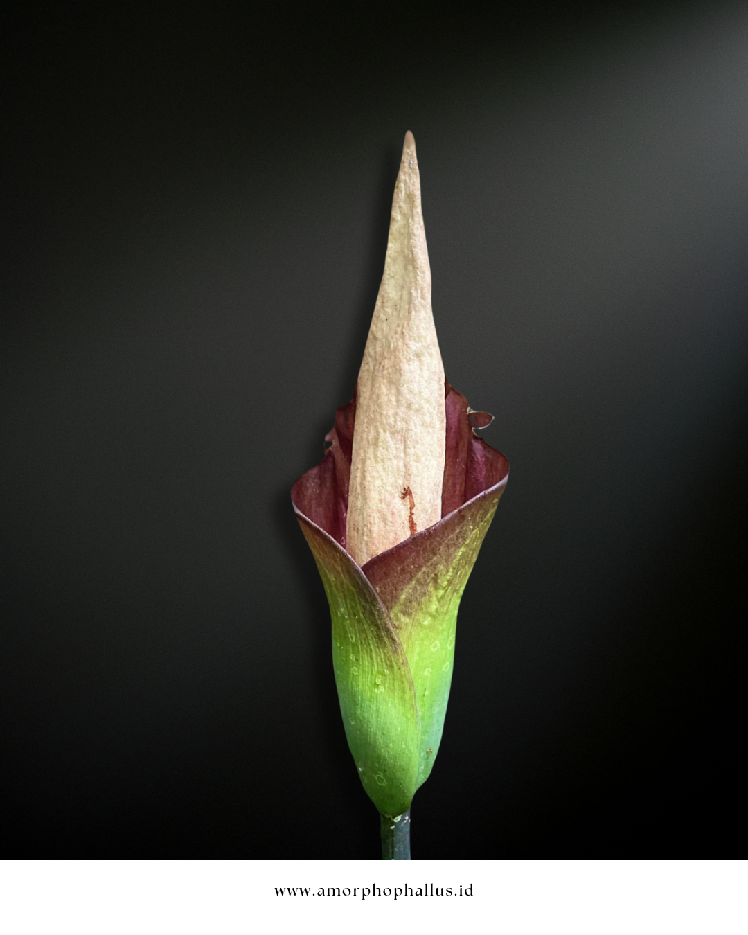 Amorphophallus hewittii