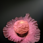 Amorphophallus hirsutus — The Velvet Shadow of the Tropical Forest Floor