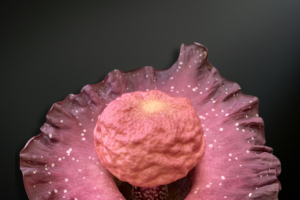 Amorphophallus hirsutus — The Velvet Shadow of the Tropical Forest Floor