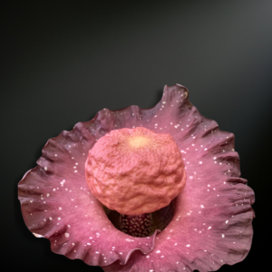 amorphophallus hirsutus
