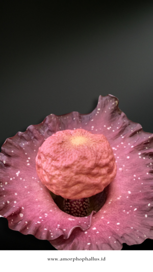 amorphophallus hirsutus