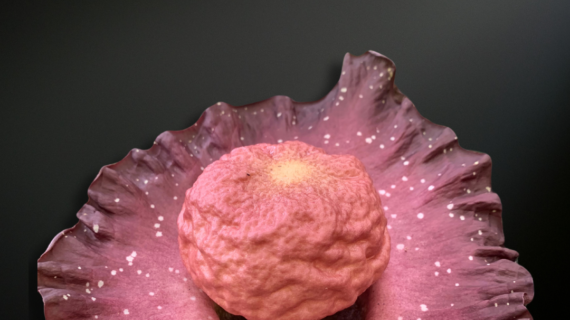 Amorphophallus hirsutus — The Velvet Shadow of the Tropical Forest Floor