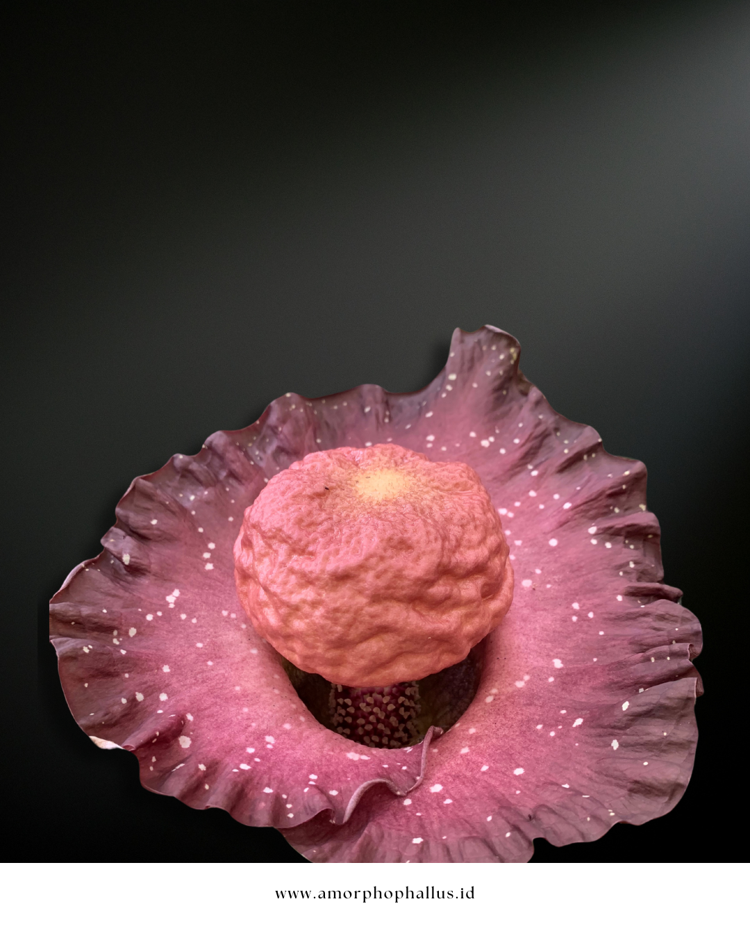 amorphophallus hirsutus