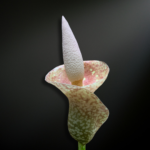 Amorphophallus muelleri — The Golden Veined Titan of Tropical Java