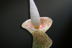 Amorphophallus muelleri — The Golden Veined Titan of Tropical Java